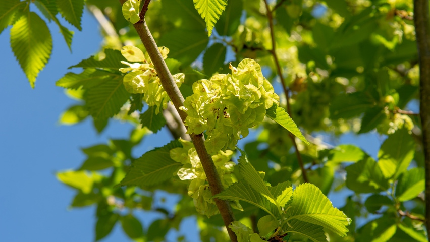 Ulmus 'Lobel' Frucht