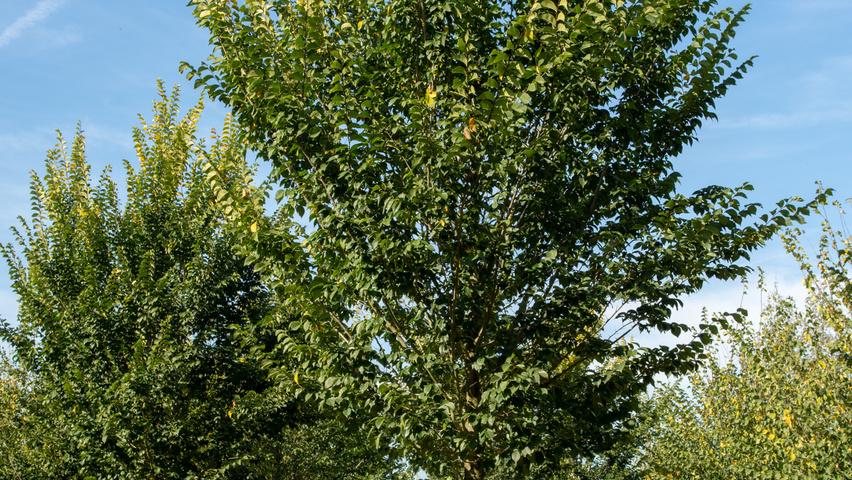 Ulmus 'Lobel' hochstämmig