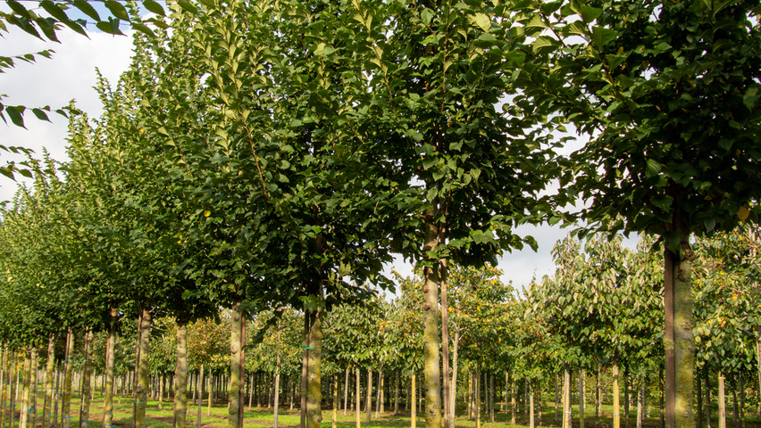 Ulmus 'Lobel' hochstämmig