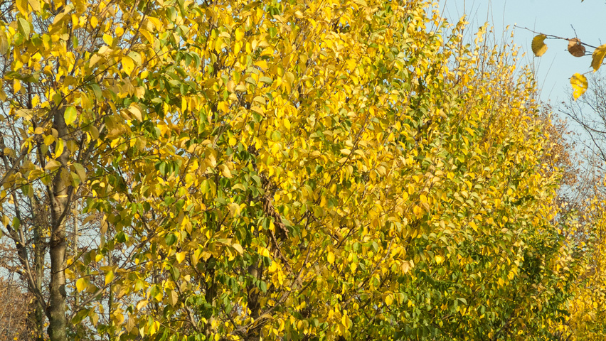 Ulmus 'Lobel' hochstämmig