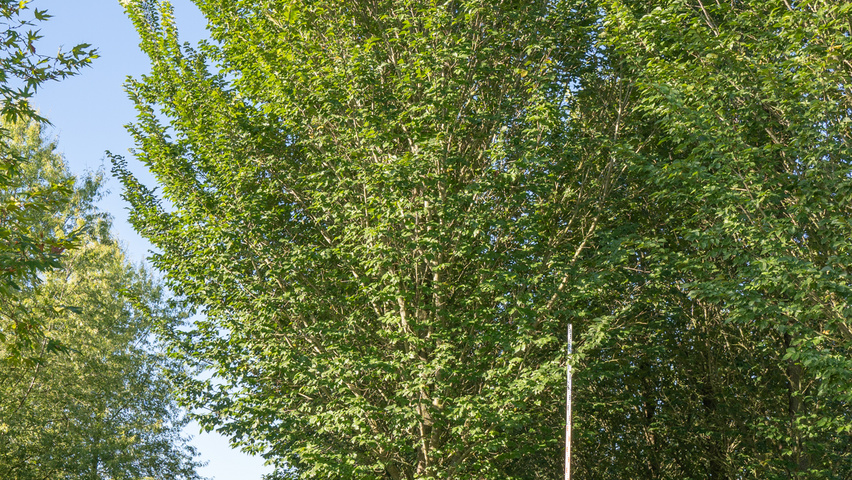 Ulmus 'Lobel' hochstämmig