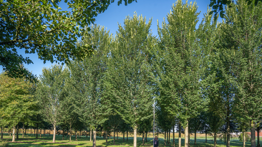 Ulmus 'Lobel' hochstämmig