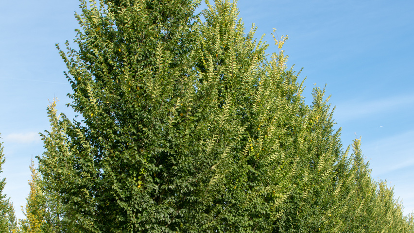 Ulmus 'Lobel' hochstämmig