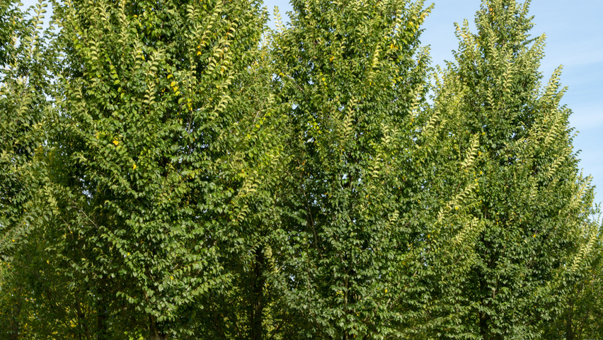 Ulmus 'Lobel' hochstämmig