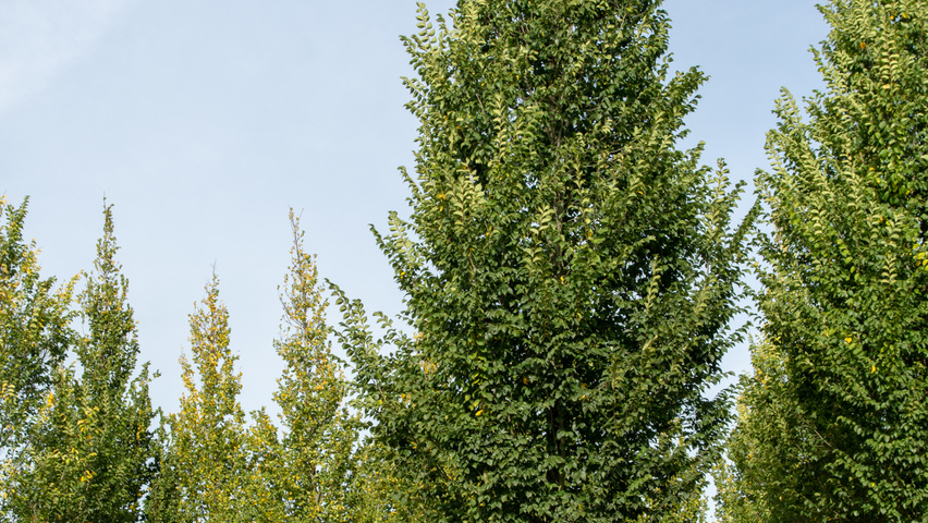 Ulmus 'Lobel' hochstämmig