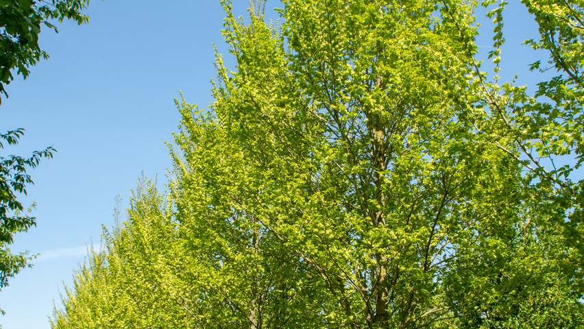 Ulmus 'Lobel' hochstämmig