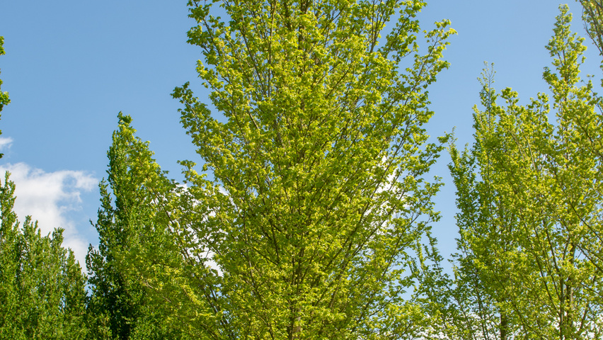 Ulmus 'Lobel' hochstämmig