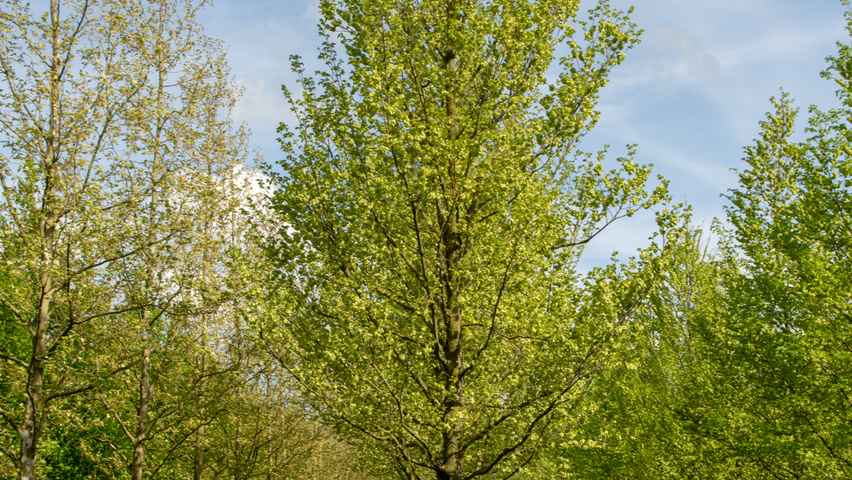 Ulmus 'Lobel' hochstämmig