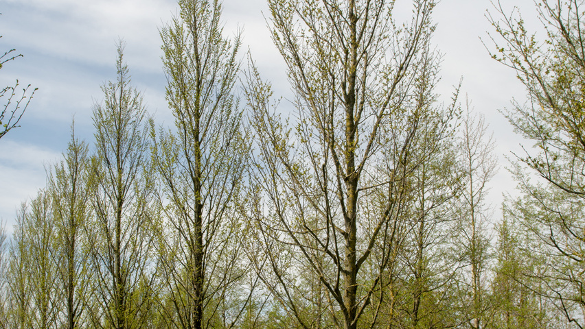 Ulmus 'Lobel' hochstämmig