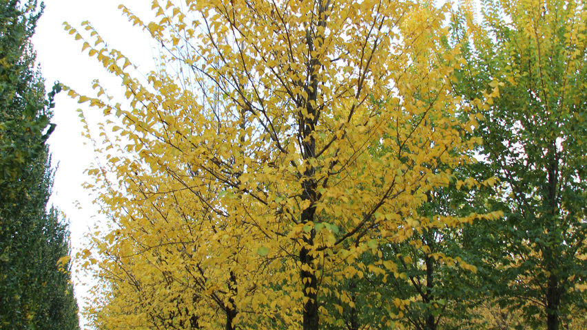 Ulmus 'Lobel' hochstämmig