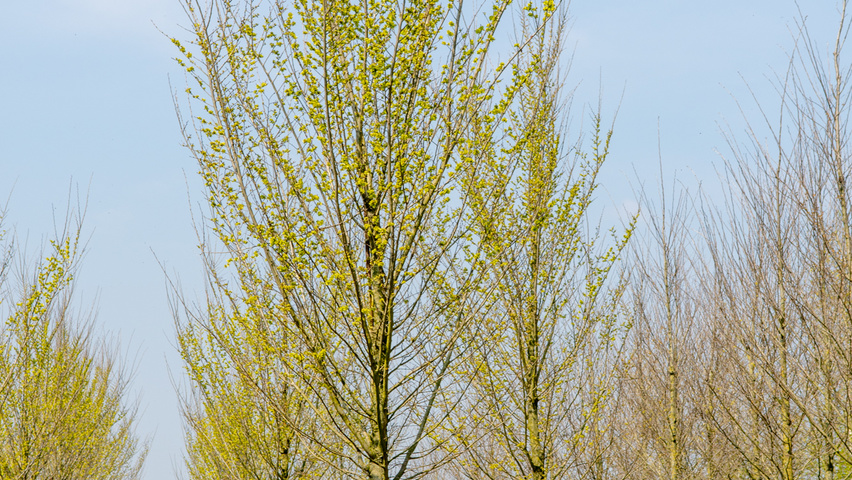 Ulmus 'Lobel' hochstämmig
