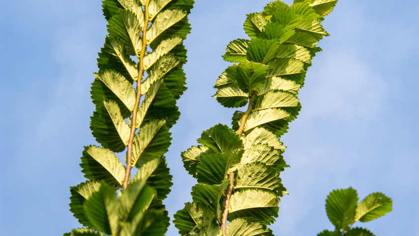 Ulmus 'Lobel' Blatt