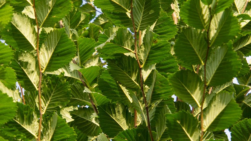 Ulmus 'Lobel' Blatt