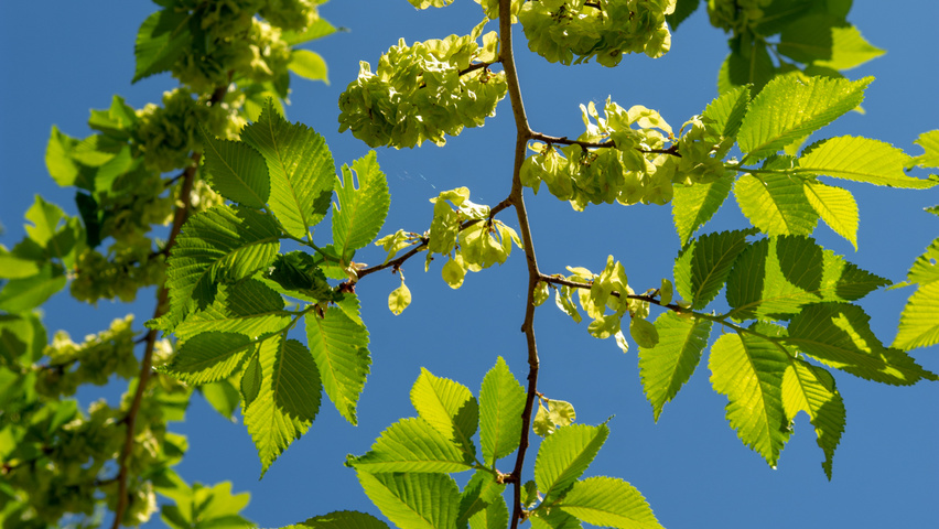 Ulmus 'Lobel' Blatt