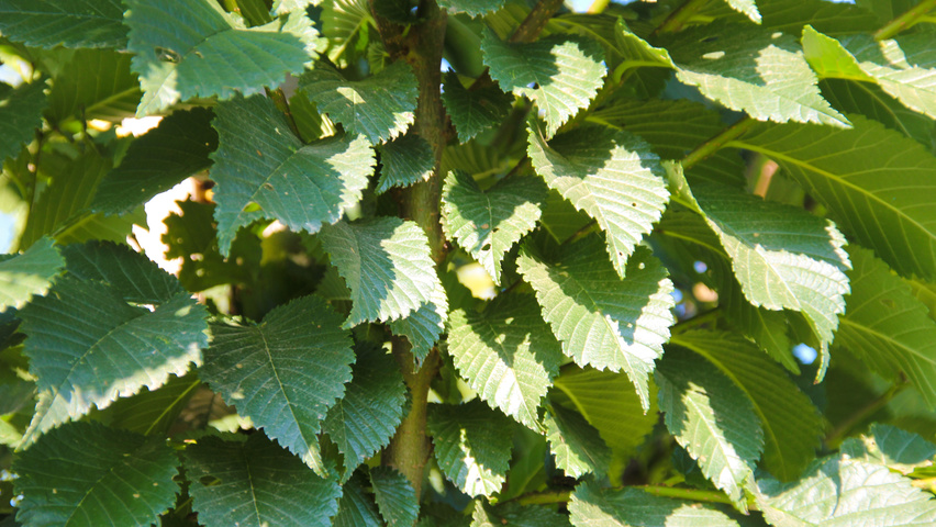 Ulmus 'Lobel' Blatt