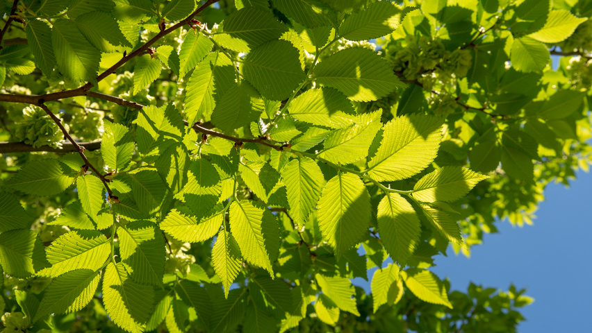 Ulmus 'Lobel' Blatt