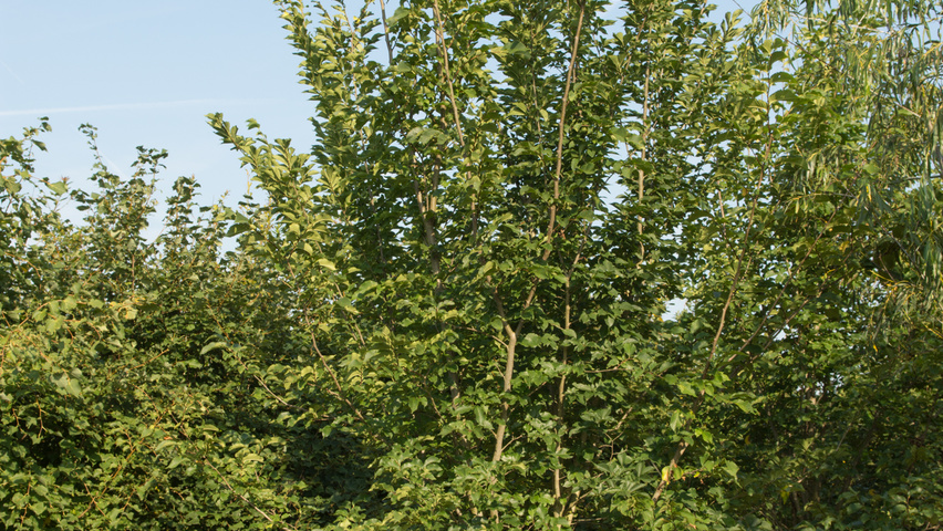 Ulmus 'Lobel' mehrstämmige