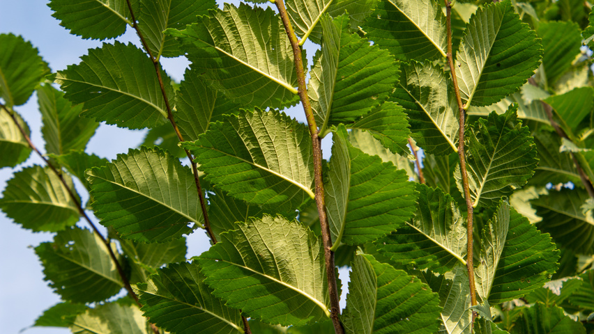 Ulmus 'Lobel' Zweige