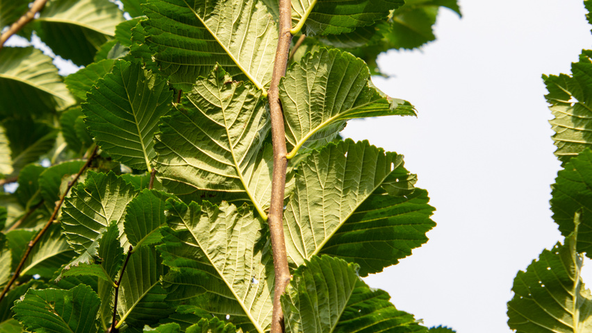 Ulmus 'Lobel' Zweige