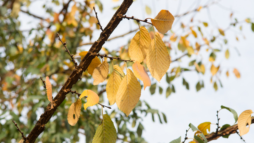 Ulmus minor 'Cloud Corky' autumn leaves