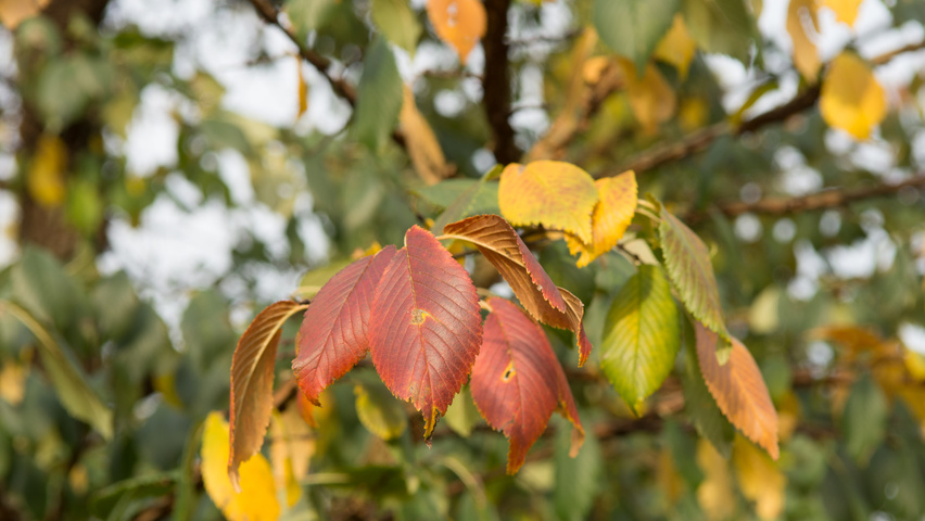Ulmus minor 'Cloud Corky' autumn leaves