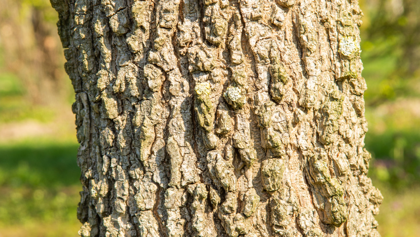Ulmus minor 'Cloud Corky' bark