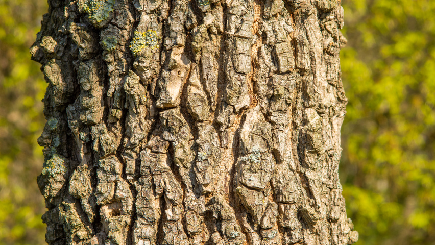 Ulmus minor 'Cloud Corky' bark