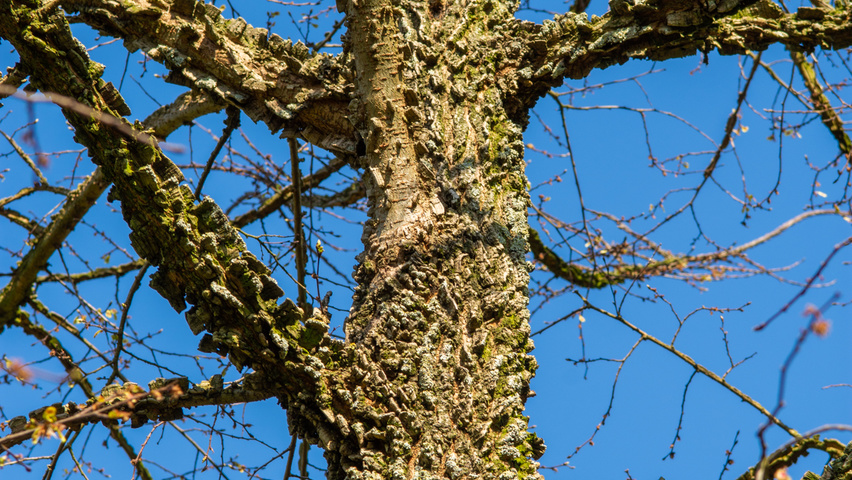 Ulmus minor 'Cloud Corky' bark
