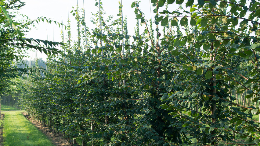 Ulmus minor 'Cloud Corky' feathered