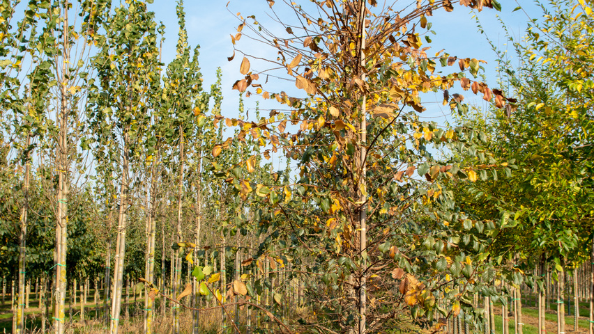 Ulmus minor 'Cloud Corky' feathered