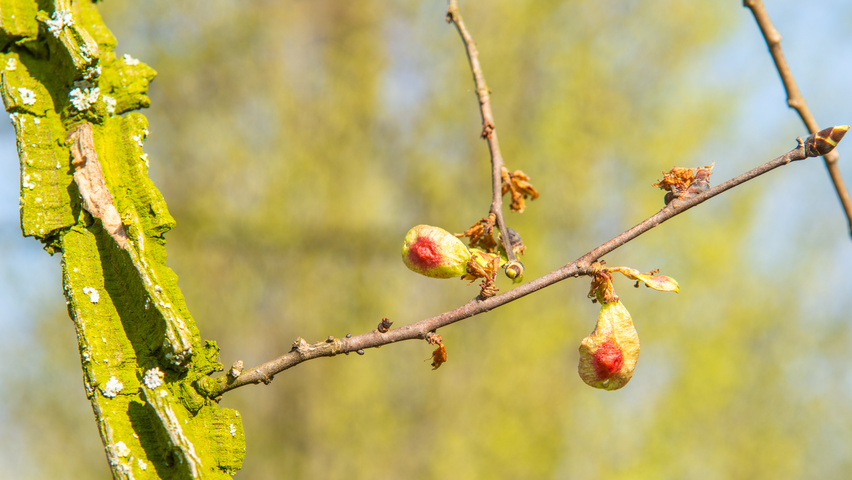 Ulmus minor 'Cloud Corky' fruits