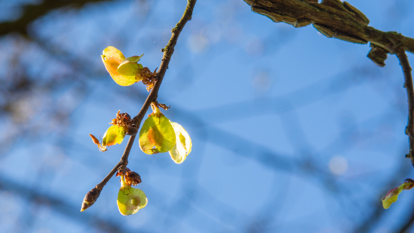Ulmus minor 'Cloud Corky' fruits