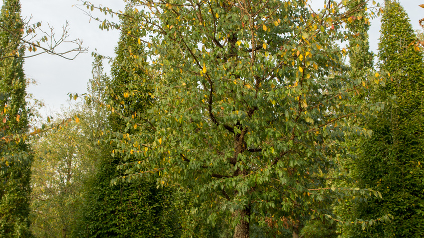 Ulmus minor 'Cloud Corky' standard tree