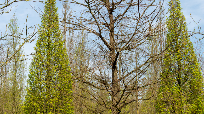 Ulmus minor 'Cloud Corky' standard tree