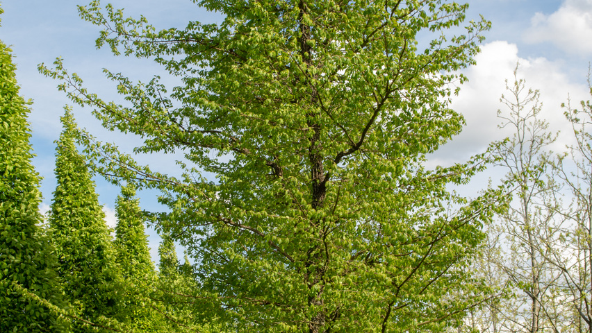 Ulmus minor 'Cloud Corky' standard tree
