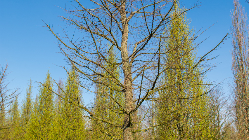 Ulmus minor 'Cloud Corky' standard tree