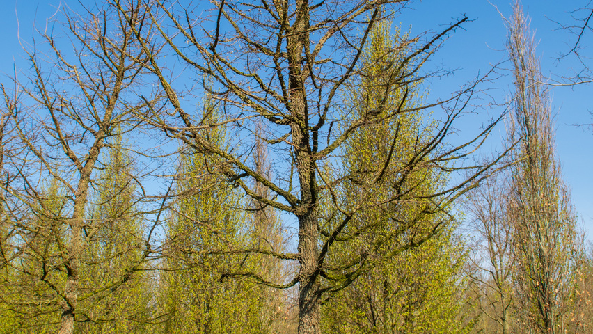 Ulmus minor 'Cloud Corky' standard tree