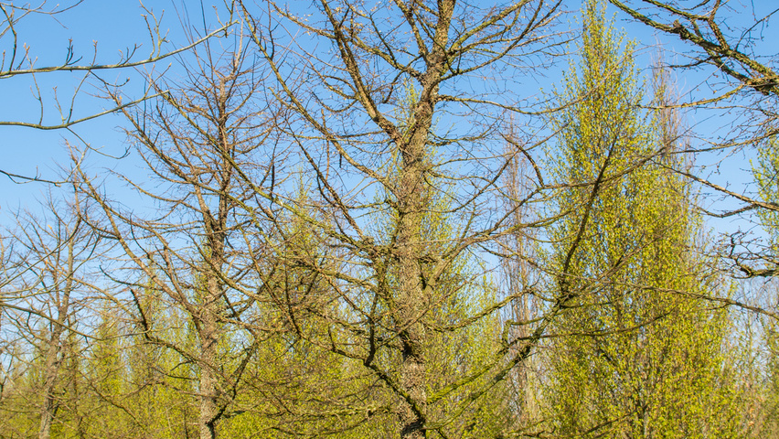Ulmus minor 'Cloud Corky' standard tree