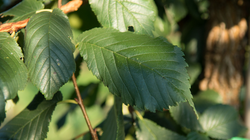 Ulmus minor 'Cloud Corky' leaves