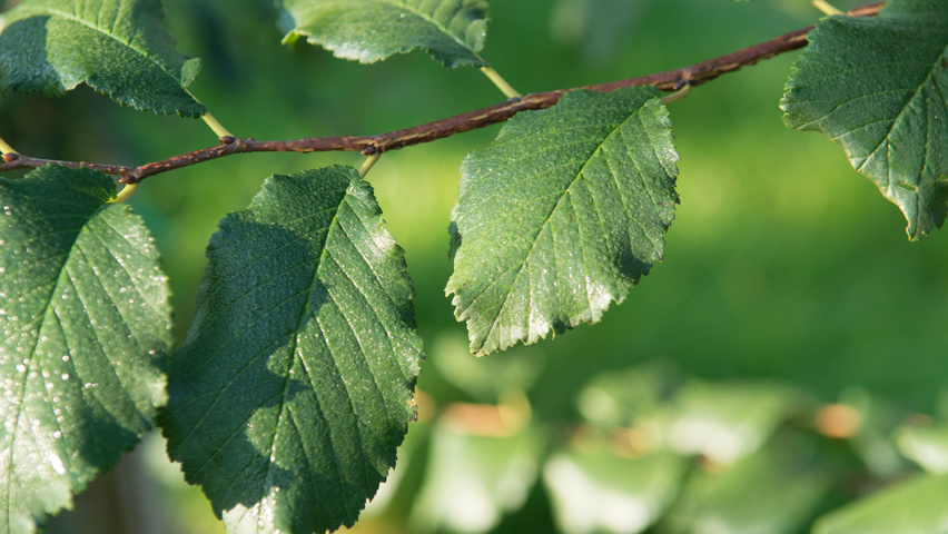 Ulmus minor 'Cloud Corky' leaves