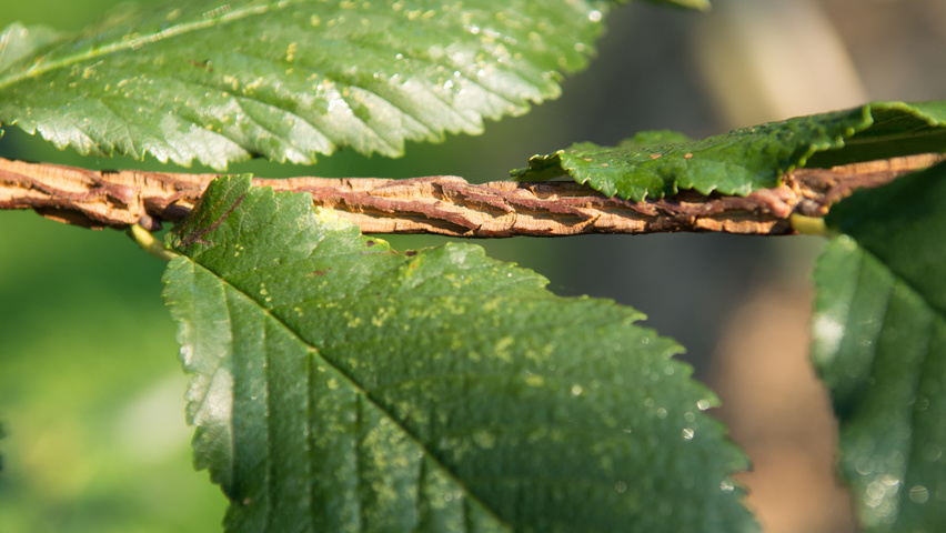 Ulmus minor 'Cloud Corky' twigs