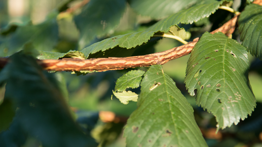 Ulmus minor 'Cloud Corky' twigs