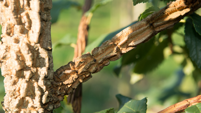 Ulmus minor 'Cloud Corky' twigs