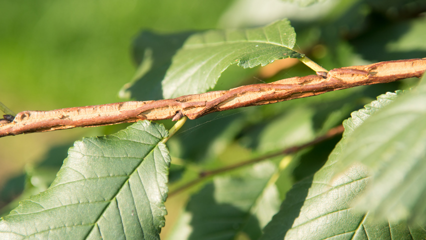 Ulmus minor 'Cloud Corky' twigs
