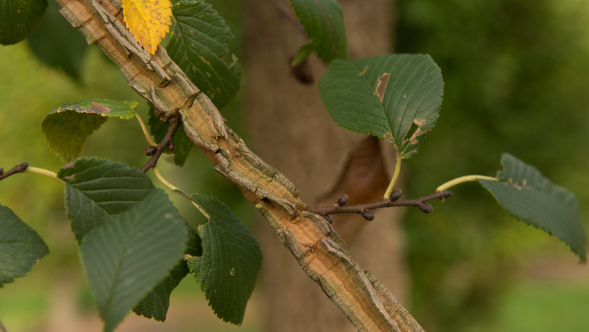 Ulmus minor 'Cloud Corky' twigs