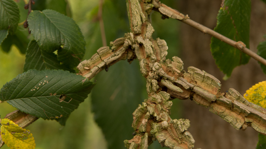 Ulmus minor 'Cloud Corky' twigs
