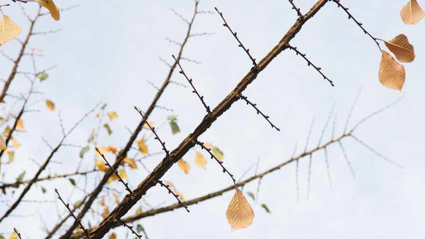 Ulmus minor 'Cloud Corky' twigs