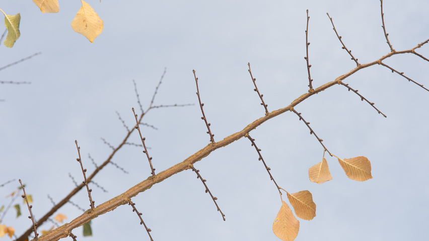 Ulmus minor 'Cloud Corky' twigs
