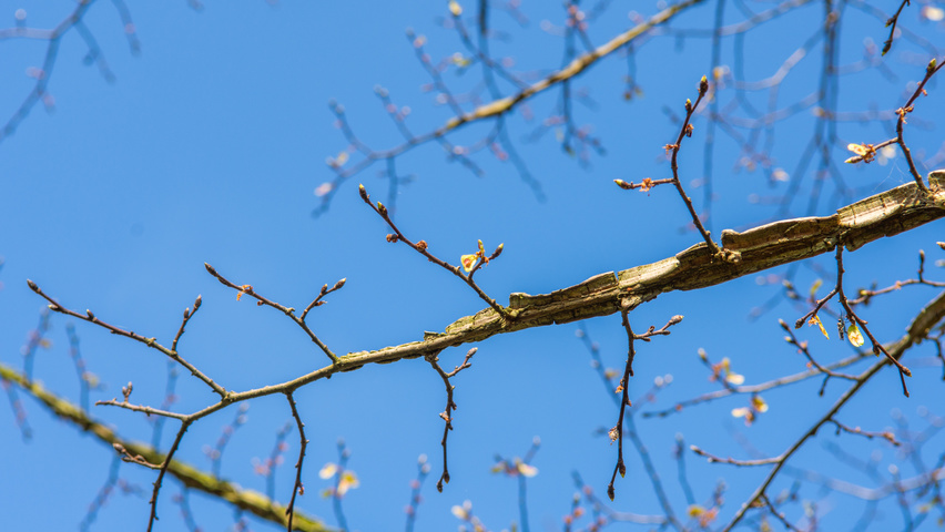 Ulmus minor 'Cloud Corky' twigs