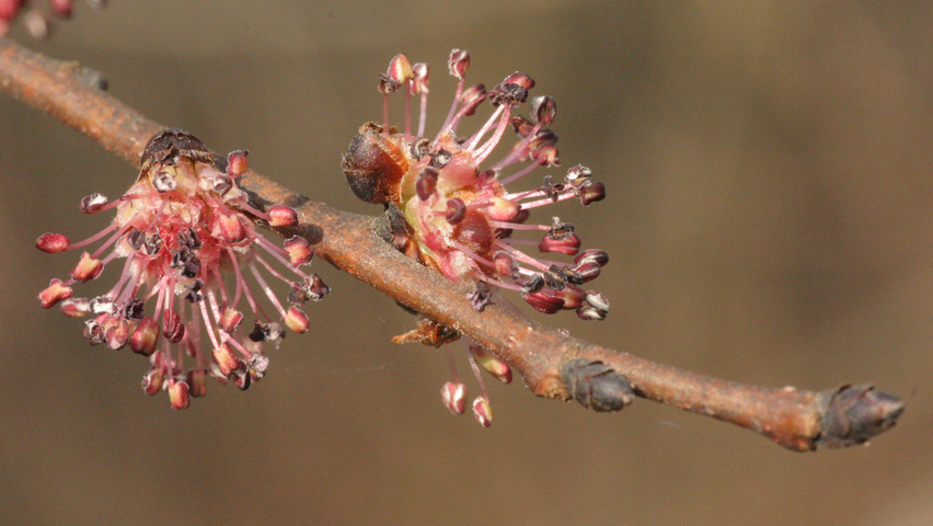 Ulmus minor bloem